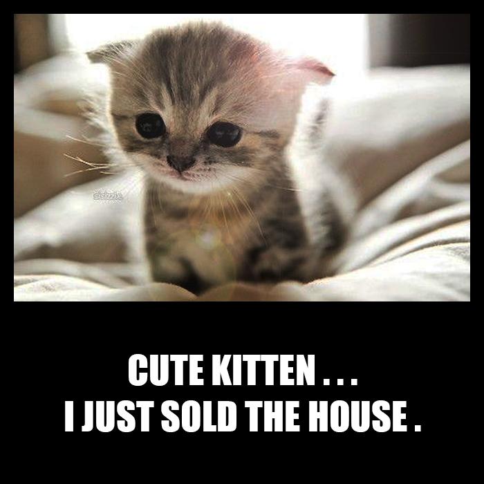 Cute kitten... I just sold the house